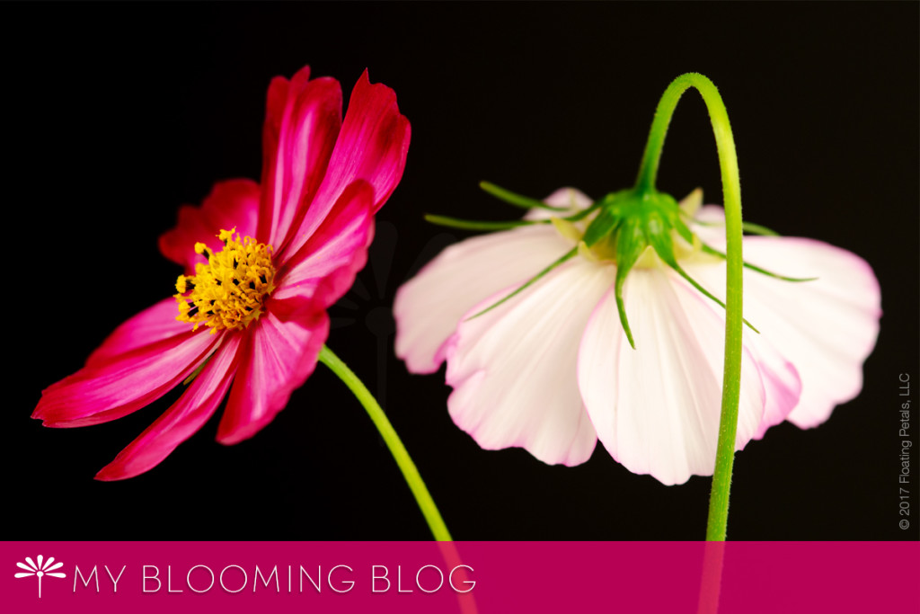 Flowers Galore and More Floating Petals Floral Photography