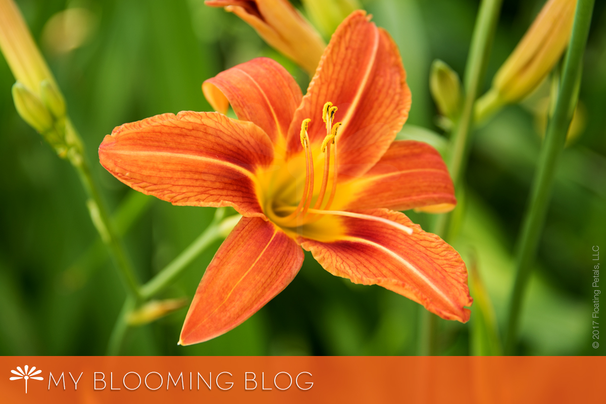Orange Daylily, Ditch Lily