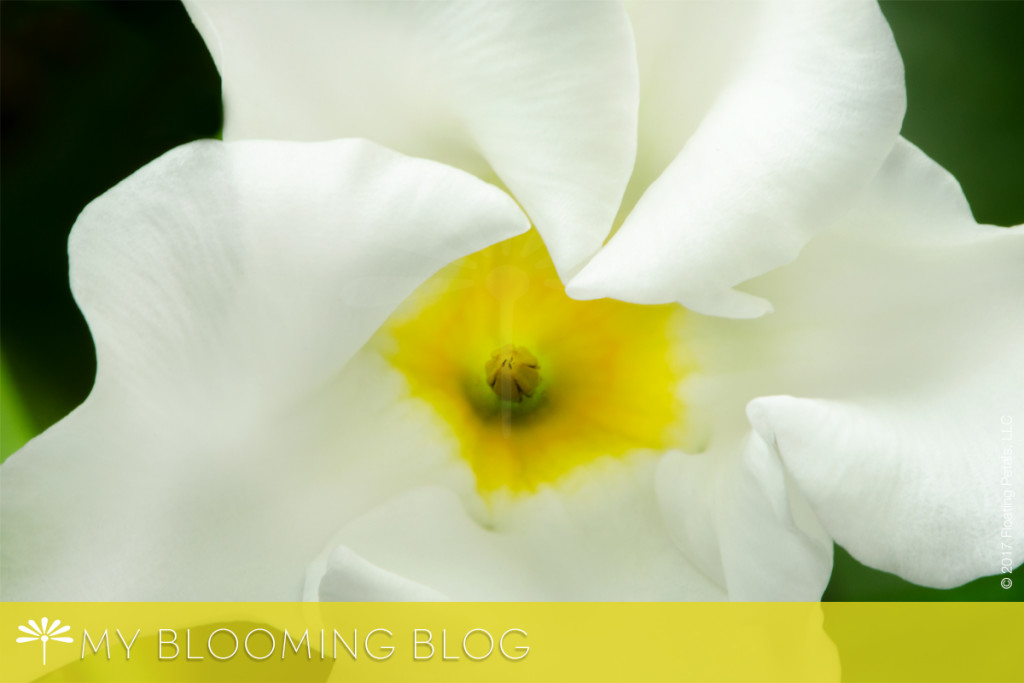 Gratitude Floating Petals Blooming Flower Blog and Inspirational Quotes