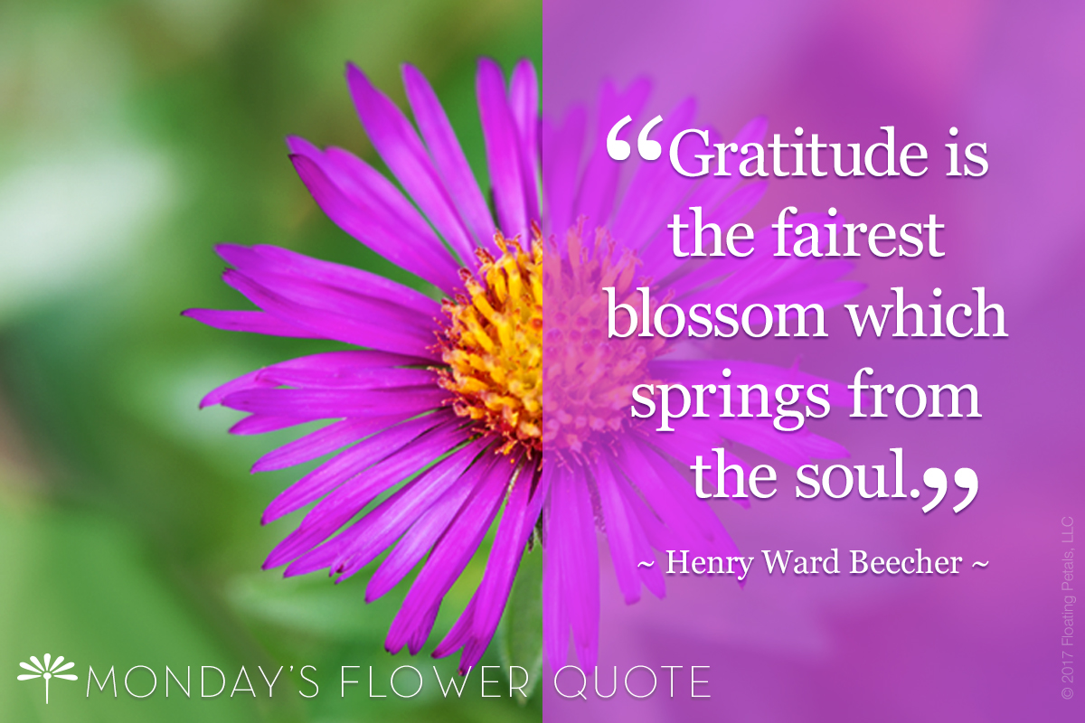 Gratitude is the Fairest Blossom
