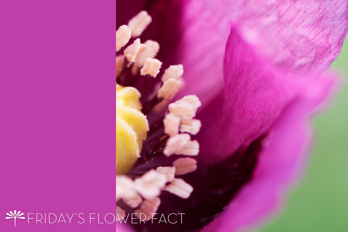Flower Fact: Hungarian Blue Bread Seed Poppy