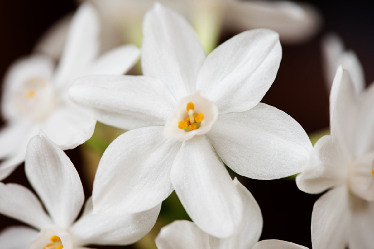 A Gift Of Wonder | Paperwhites (Narcissus)