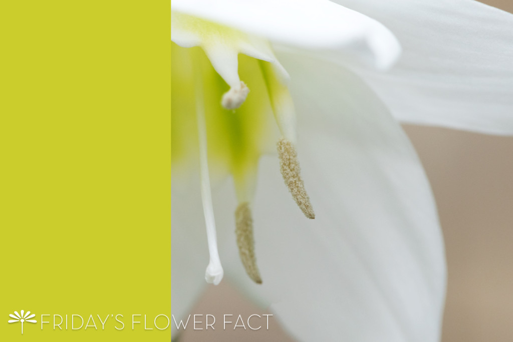 Amazon Lily Friday's Flower Fact Floating Petals Floral Community