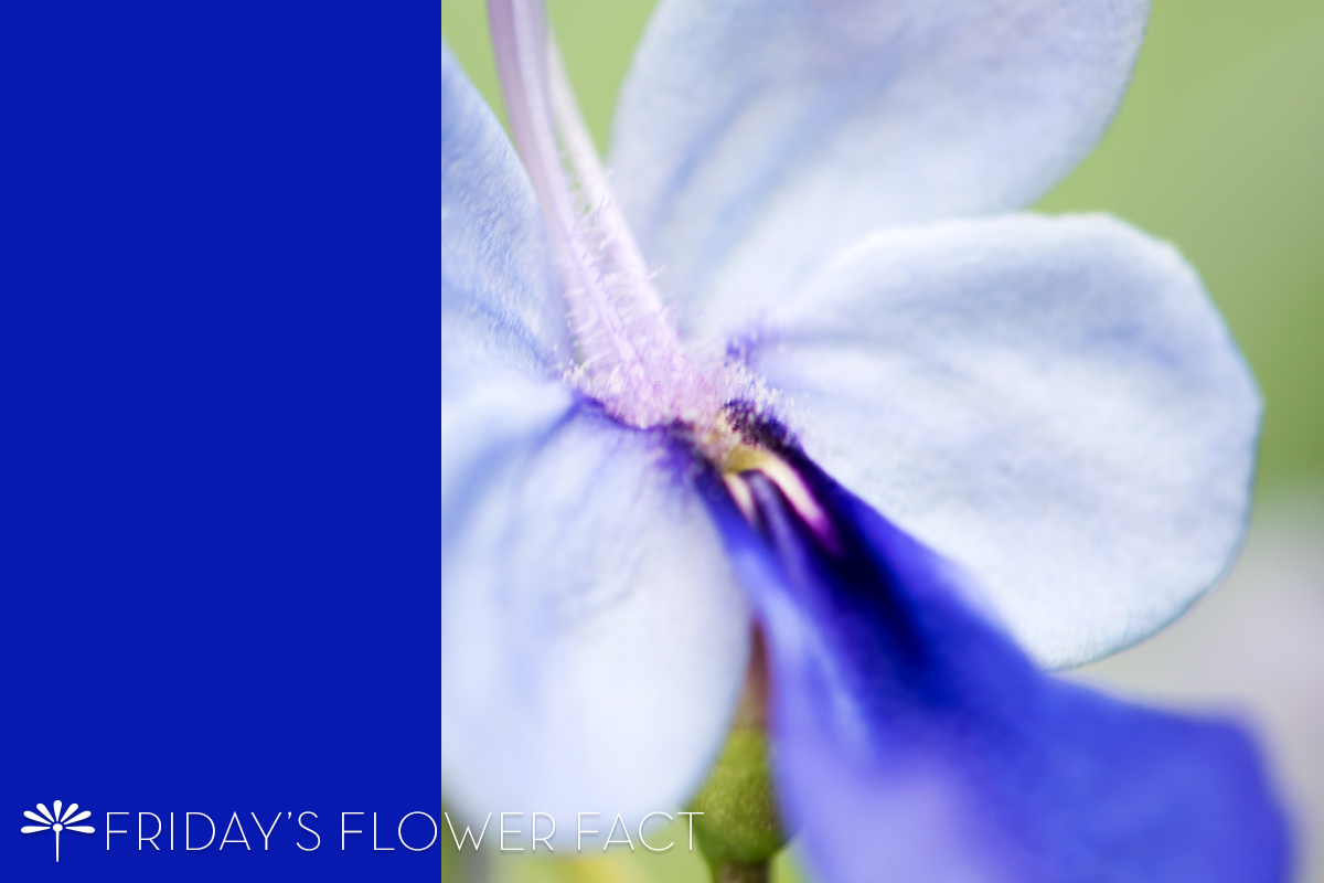 Friday's Flower Fact: Blue Glory Bower