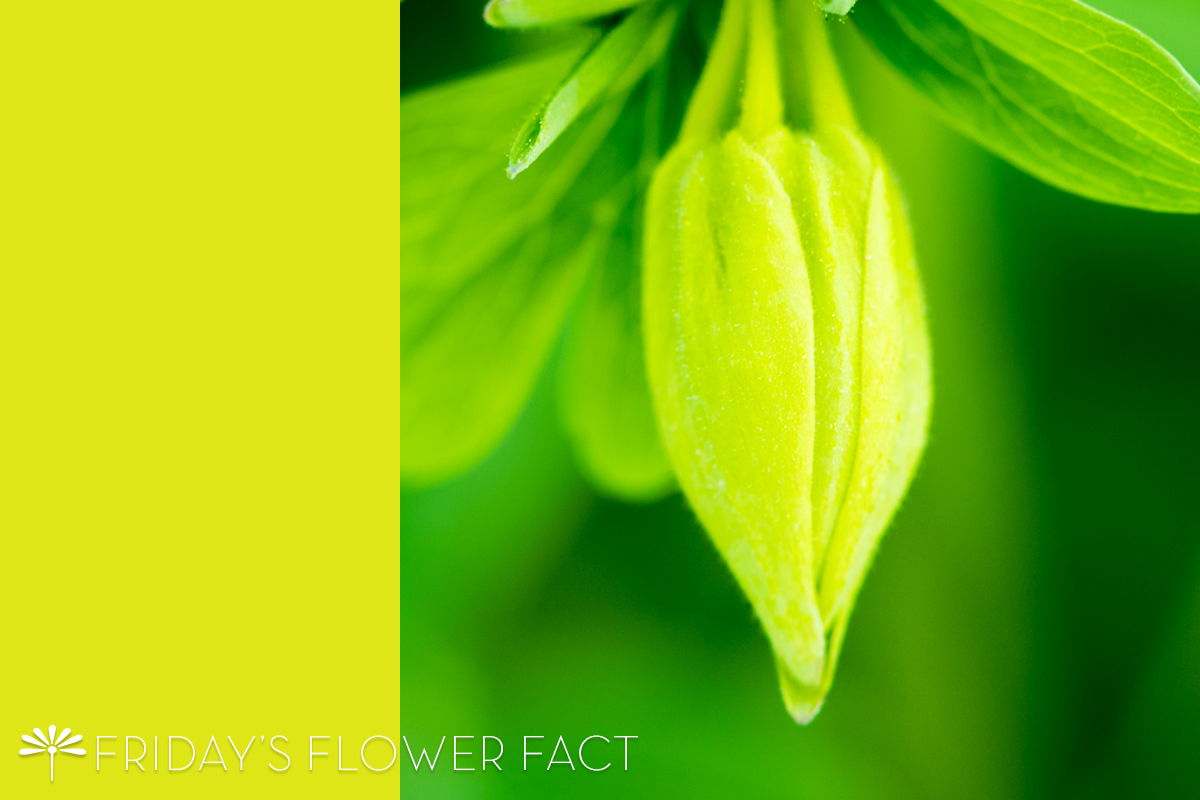 Friday's Flower Fact: Golden Spur Columbine