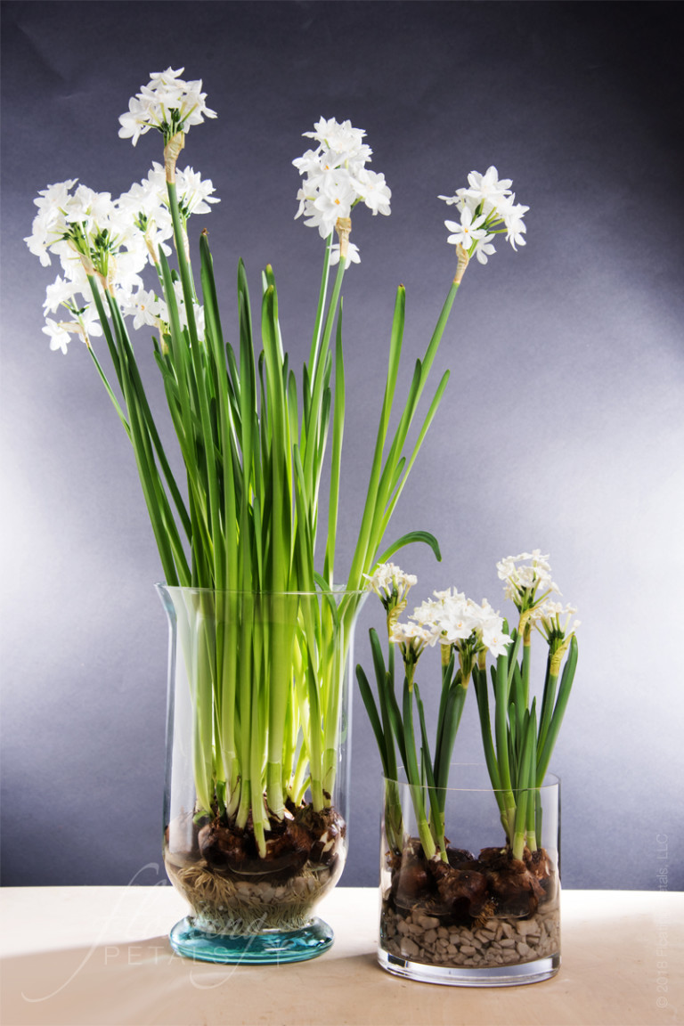 Paperwhites and Vodka The Experiment Results Floating Petals