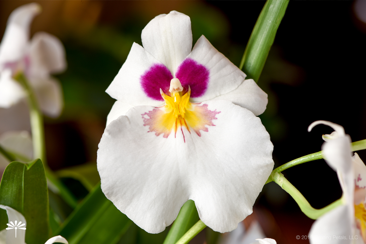 How to Grow and Maintain Orchids