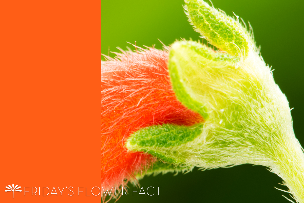 Flower Fact: Kohleria