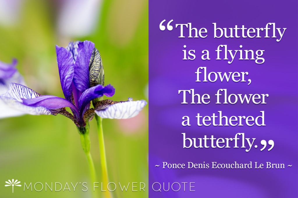 The Butterfly Is A Flying Flower Monday's Inspirational Flower Quote