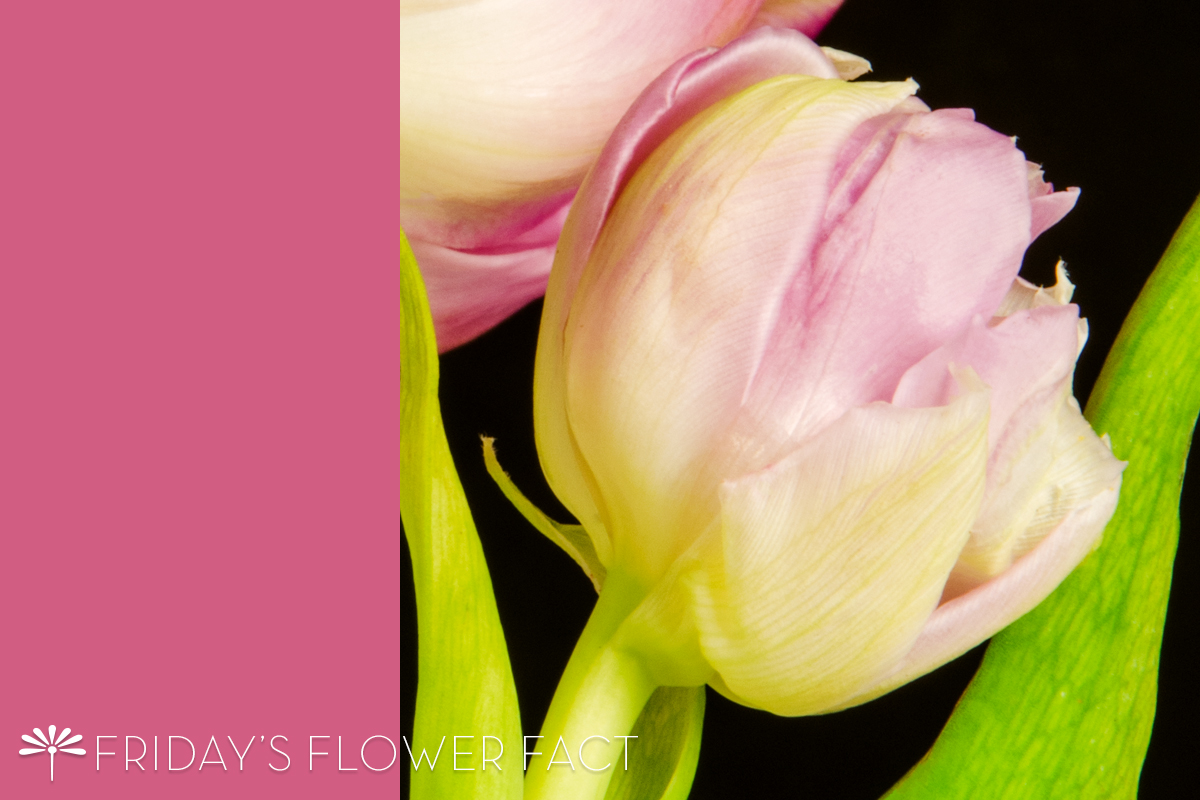 Friday's Flower Fact: Angelique Tulip
