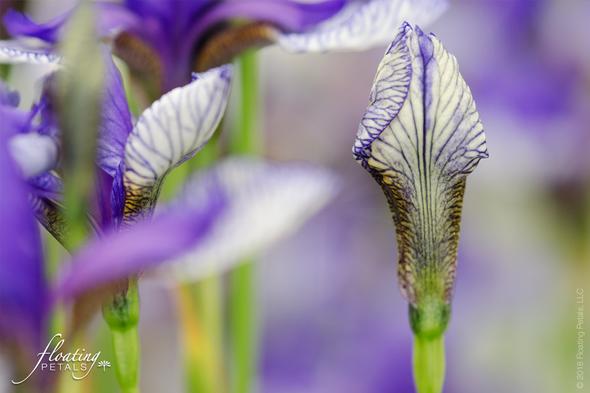Flight of Butterflies Iris