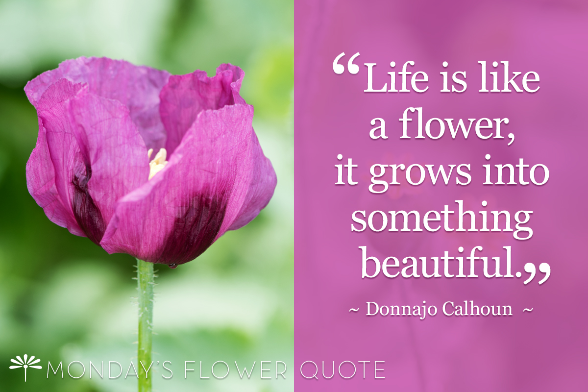 Top 999 Flower Images With Quotes Amazing Collection Flower Images 