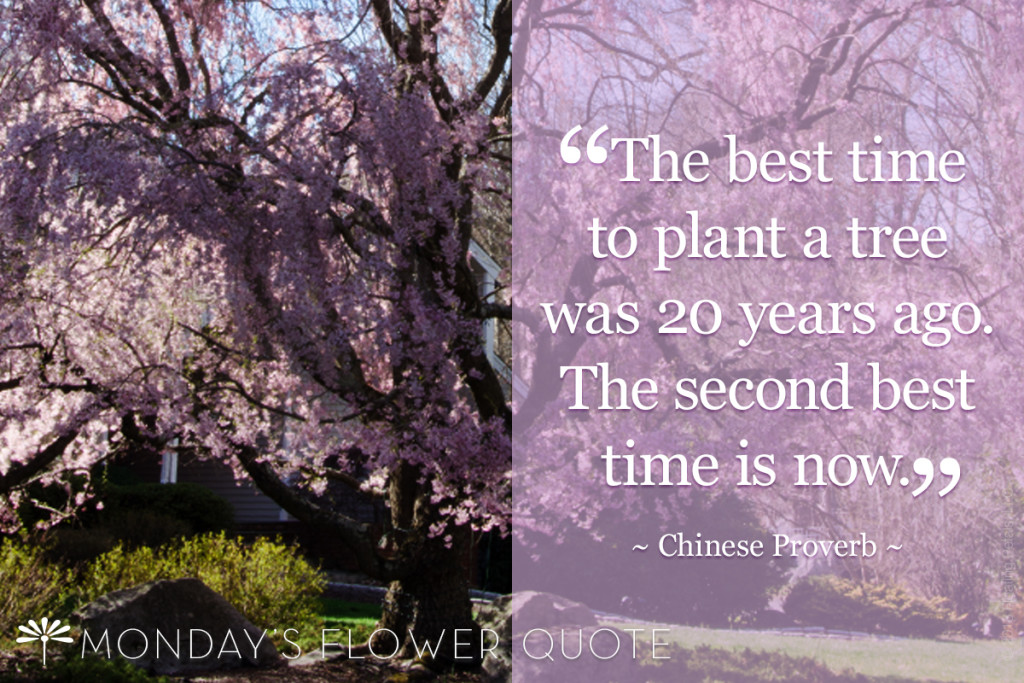 Plant A Tree for Arbor Day | Floating Petals Flower Quote