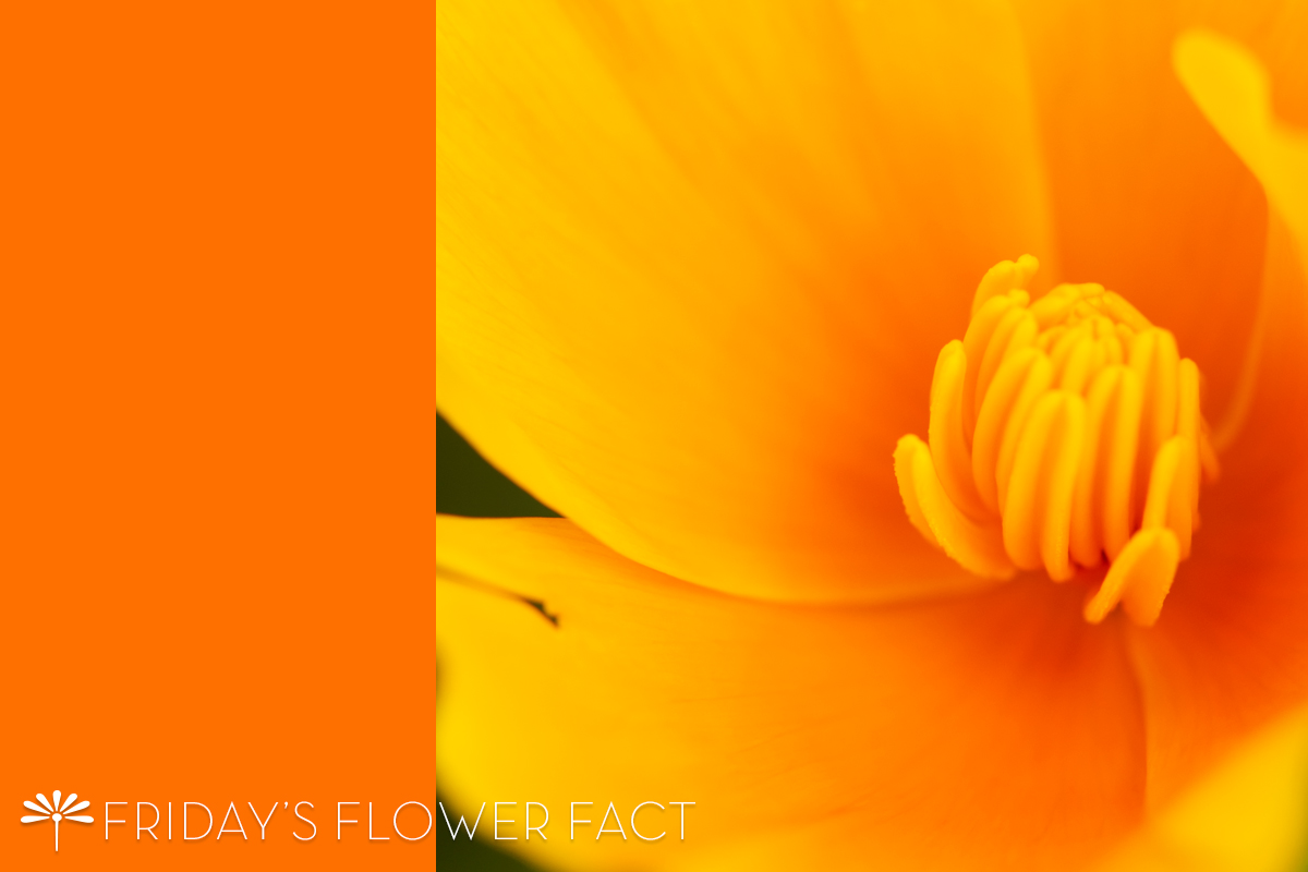 Friday's Flower Fact: California Poppy