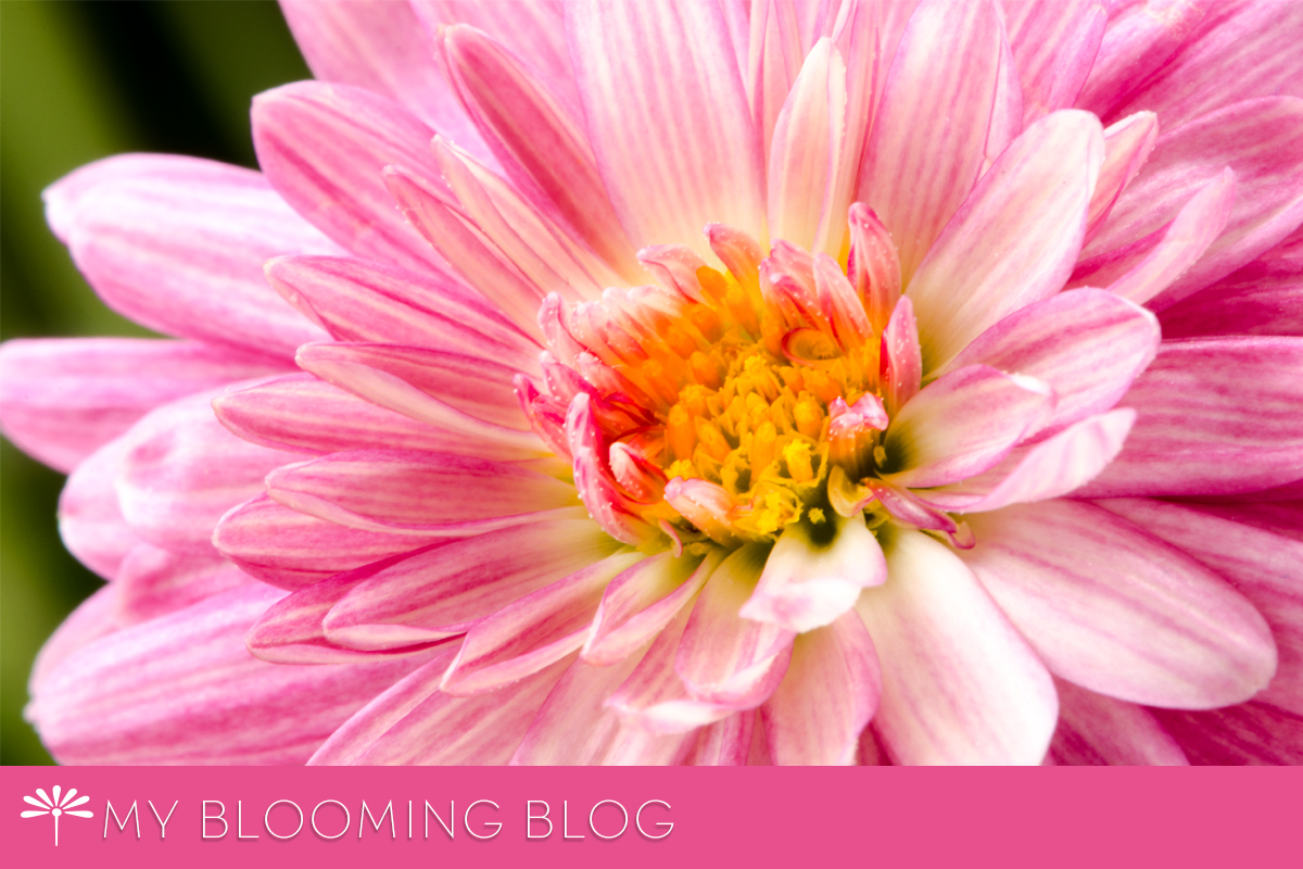 Belgian Mums 'Padre Cerise'