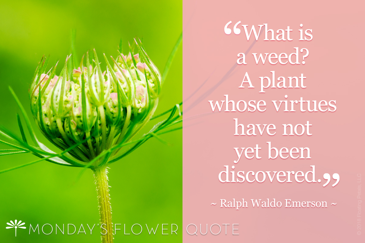 Flower Quote: What Is A Weed?