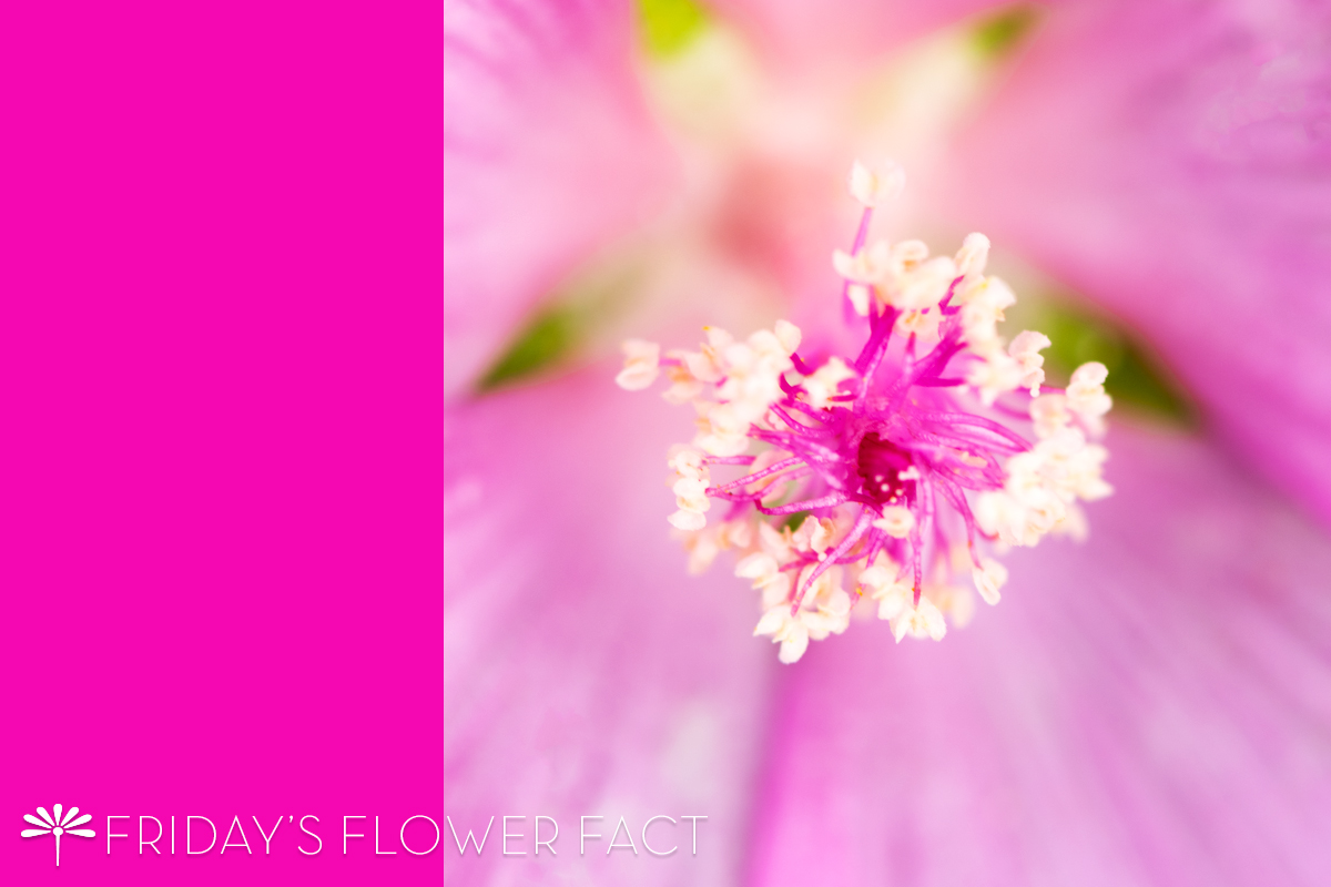 Friday's Flower Fact | Prairie Mallow Checkerbloom