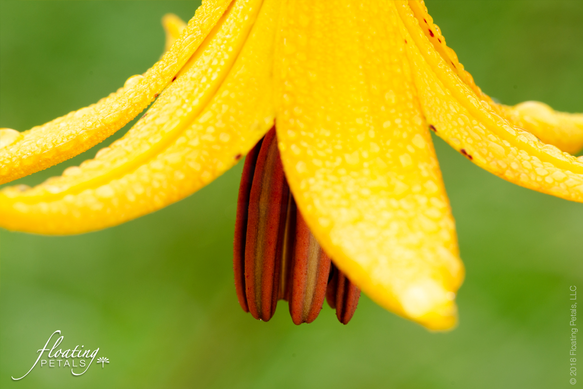 In the Midst of the Fog | Canada Lily