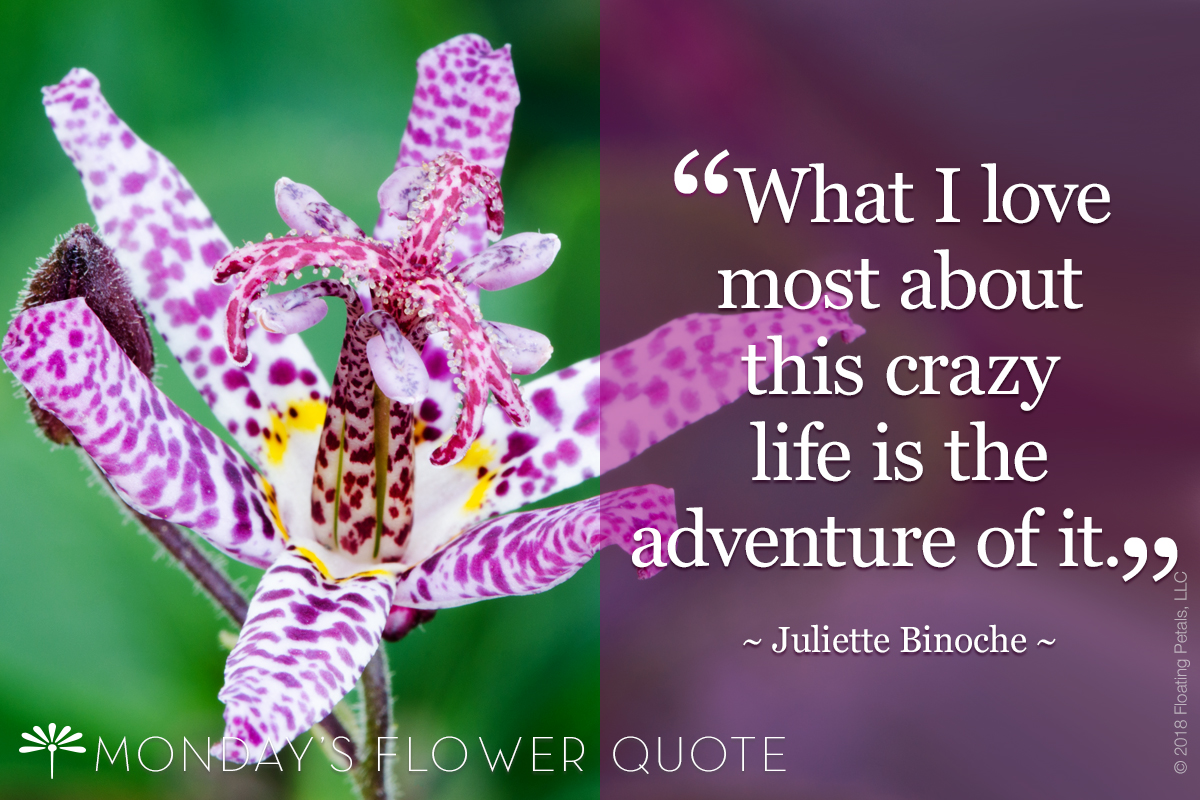Flower Quote | What I Love Most