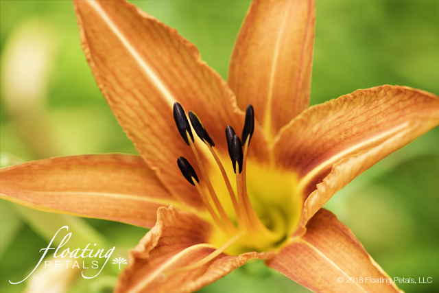 Orange Daylily, Ditch Lily