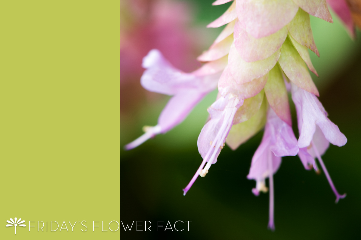 Friday's Flower Fact Hop Marjoram