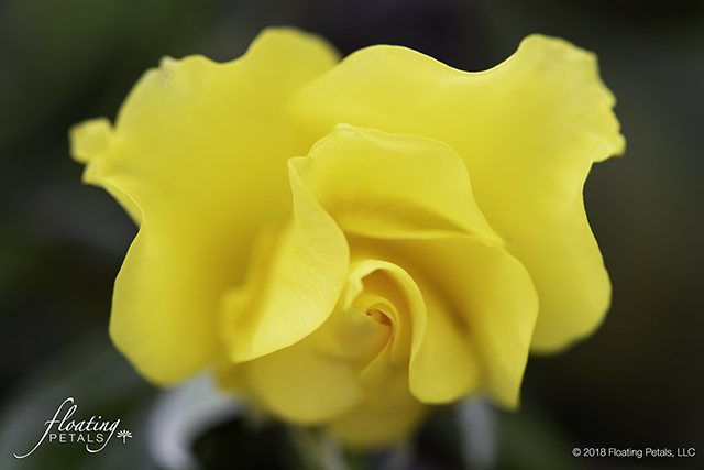 Sparkle and Shine Rose