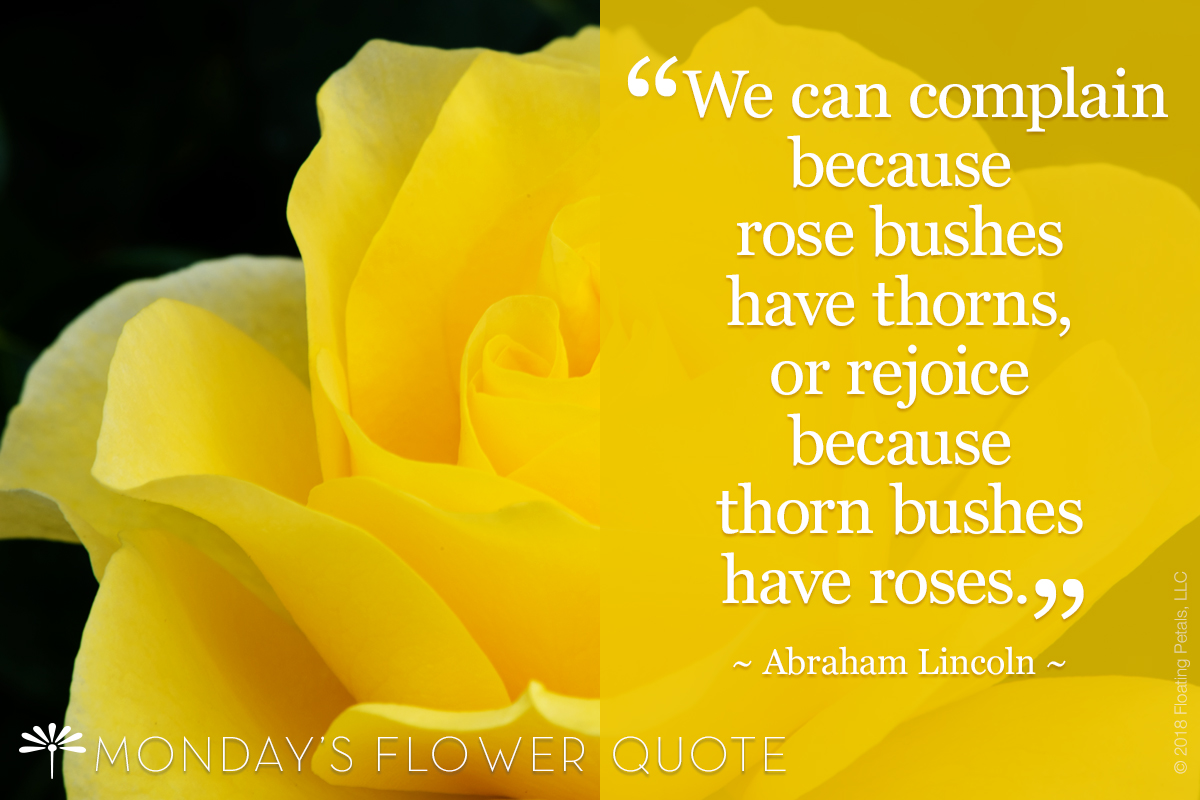 We Can Complain Because Rose Bushes Have Thorns