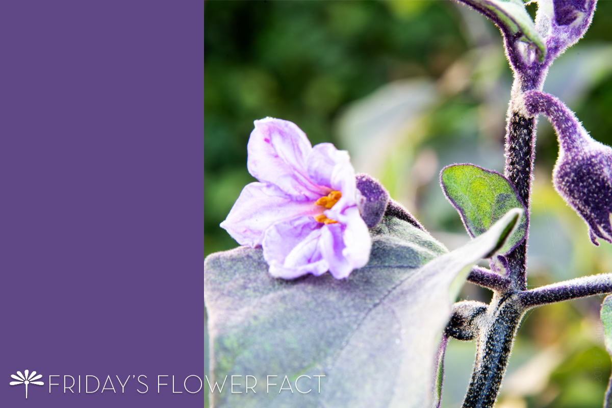 Friday's Flower Fact Eggplant