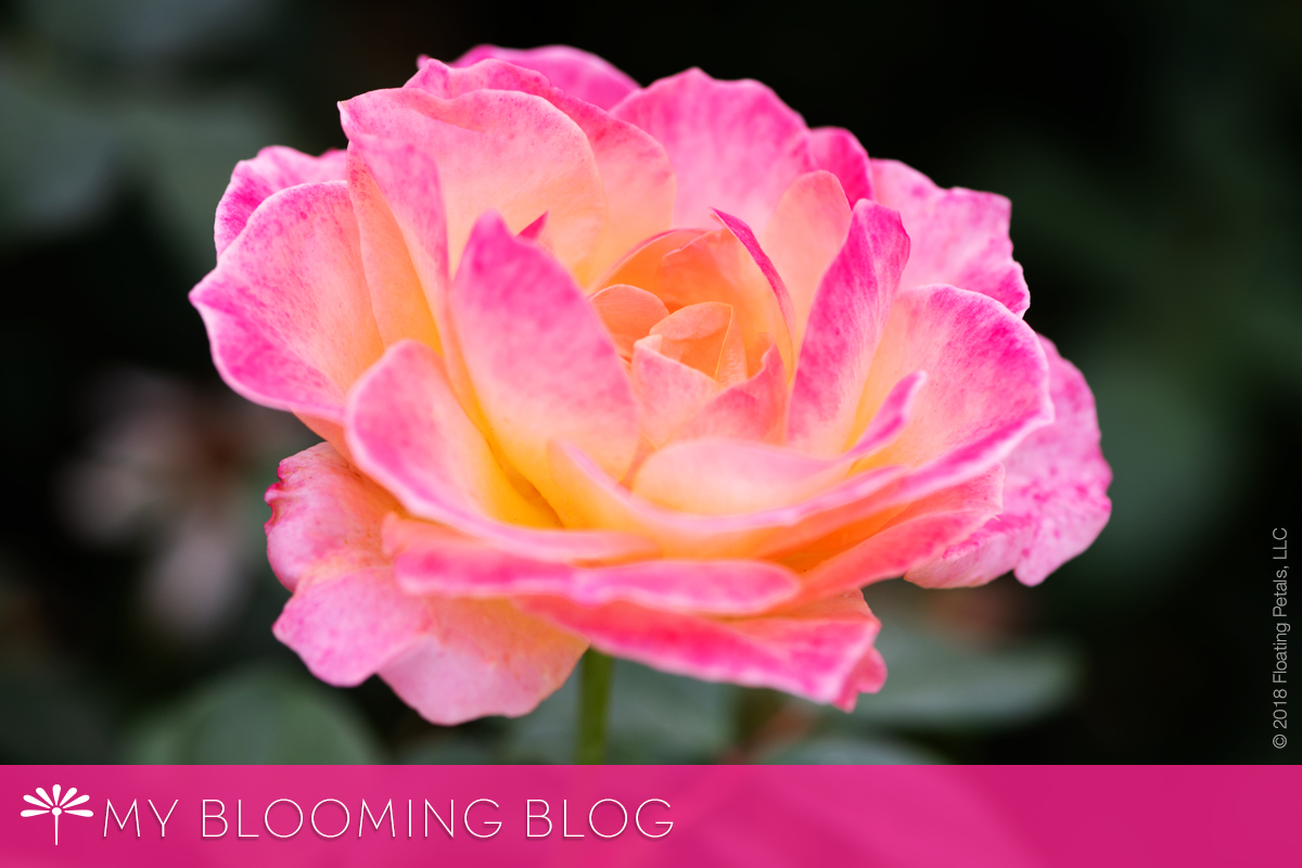 Reflecting on 2018 | My 300th Bloom