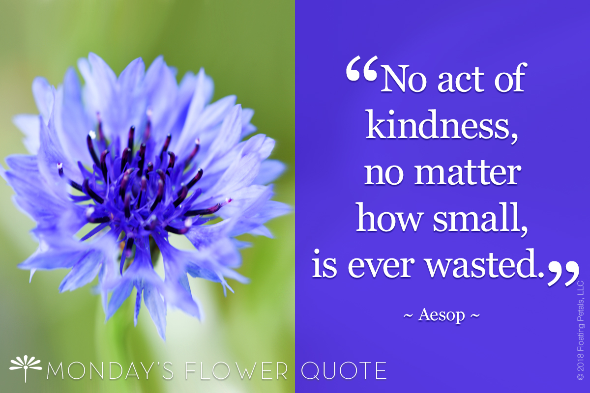 No Act of Kindness