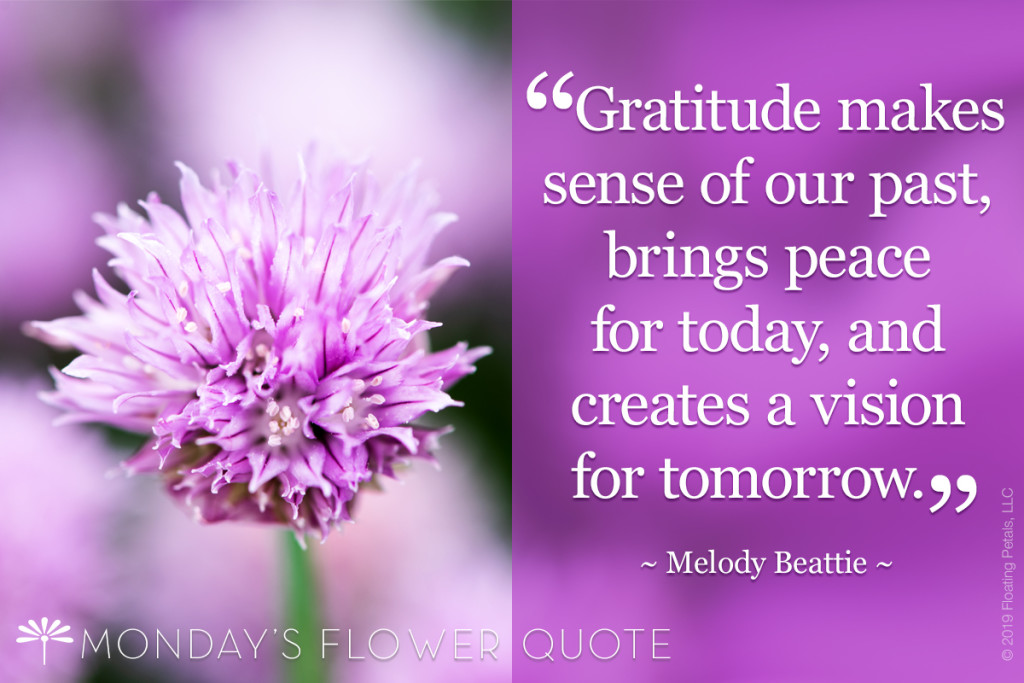 Gratitude Makes Sense Floating Petals Monday's Flower Quote