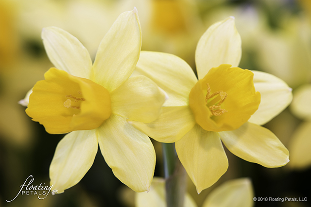 Tête-à-tête Daffodil