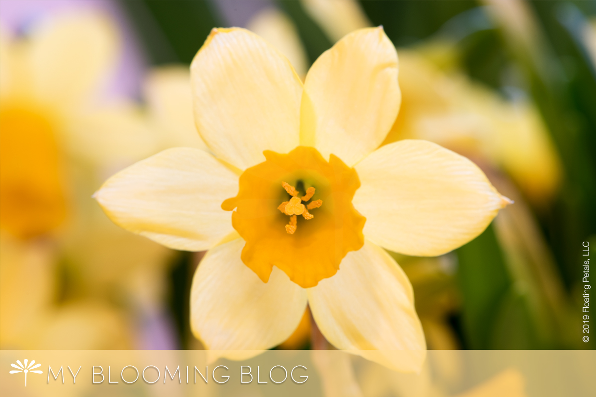 Dreaming of Spring: My Favourite Bulbs and Blooms