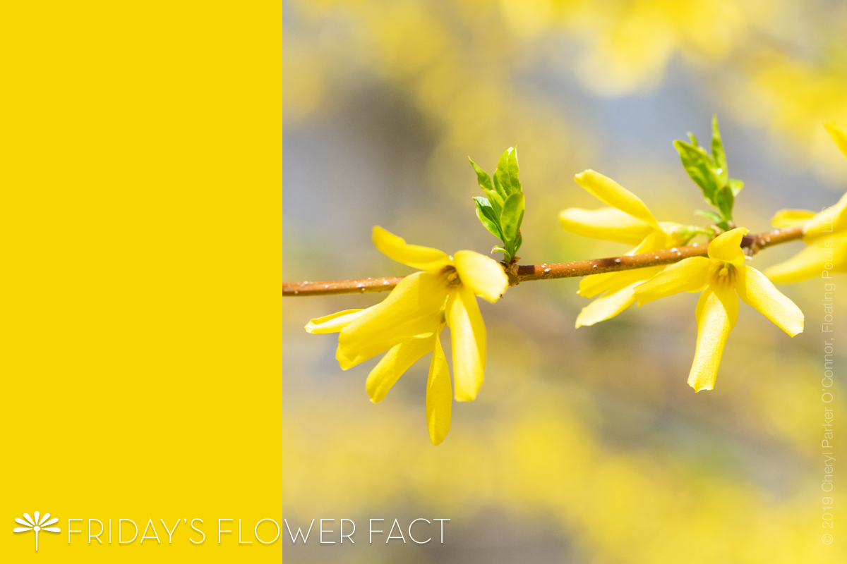 Flower Fact Forsythia