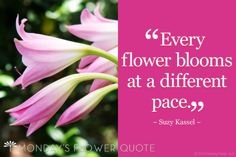 Every Flower Blooms Floating Petals Flower Quote