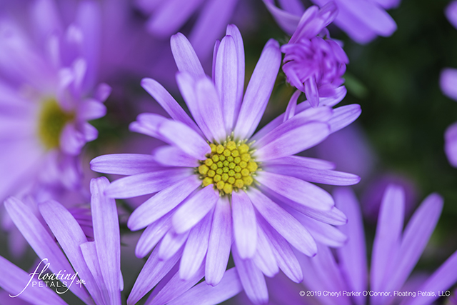 Wood’s Pink New York Aster