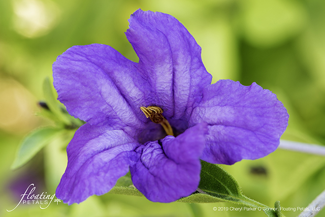 Mexican Petunia, Purple Showers